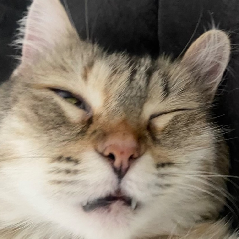 Meet your Posher, Justine